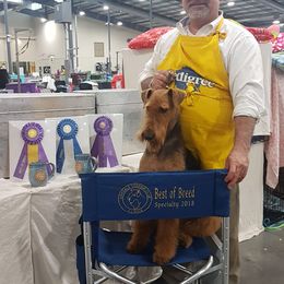Airedale Terrier All Grown Up from Lynaire Kennels