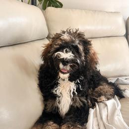 Olive - Bernedoodle