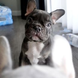 French Bulldog Puppies from Vine View Frenchies