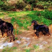 Gordon Setters from Whistler's Farm NC