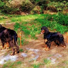 Gordon Setters from Whistler's Farm NC