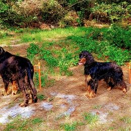 Gordon Setters from Whistler's Farm NC
