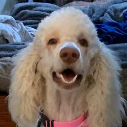 Poodle Puppies from Reeves Family Standard Poodles
