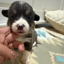 Vince - Blue male Pembroke Welsh Corgi puppy in Decatur, Texas from Bar S Corgis