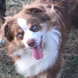 Jake - Miniature Australian Shepherd