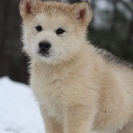 Wolfgang - Gray and white male Alaskan Malamute puppy in Independence, Virginia from New River Valley Malamutes
