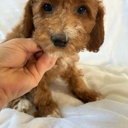 Eeyor - Buff and white male Cockapoo puppy in Adrian, Oregon from ApplebyFarm