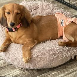 Trixie - Dachshund
