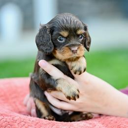 Sneezy - Chocolate male Cavalier King Charles Spaniel puppy in Sugarcreek, Ohio from Chocolate Cavalier