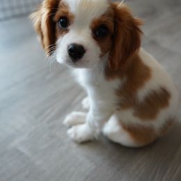 Cavalier King Charles Spaniel Puppies from SoCalCavaliers