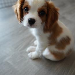 Cavalier King Charles Spaniel Puppies from SoCalCavaliers