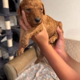 Brown collar - Red  female Poodle puppy in Riverside, California from Riverside red poodles