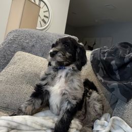 Mav - Goldendoodle puppy in Sarasota, Florida from Oodles of Poodles and Doodles