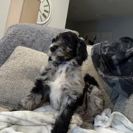 Mav - Goldendoodle puppy in Sarasota, Florida from Oodles of Poodles and Doodles