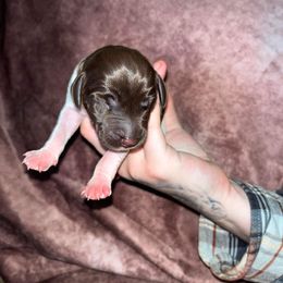 Girl 2 - German Shorthaired Pointer puppy in Fortville, Indiana from Sanguine Moon Kennel