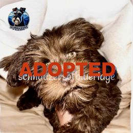 ADOPTED - Liver female Miniature Schnauzer puppy in Spruce Pine, North Carolina from Schnauzers of Blue Ridge