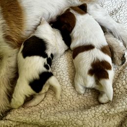 German Shorthaired Pointer and Russell Terrier Puppies from Charnobragan Acres