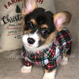 Fig - Black and tan male Pembroke Welsh Corgi puppy in Benton, Arkansas from High Cotton Corgis