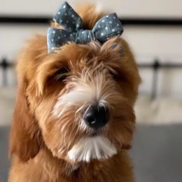Girl 6 - Red  Goldendoodle puppy in Virginia from The Doodle Homestead