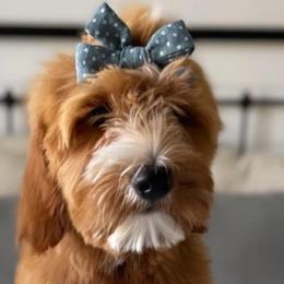 Girl 6 - Red  Goldendoodle puppy in Virginia from The Doodle Homestead