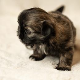 Shih Tzu Puppies from Good Lil Shih Tzu