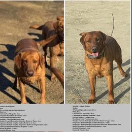 Labrador Retriever puppies from Sager’s Labrador Puppies