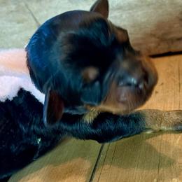 Bernedoodles, Double Doodles, and Goldendoodles from Down on the farm Doodles