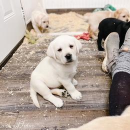 Dilute Retriever and Labrador Retriever Puppies from Landon J Farms Labrador Retrievers
