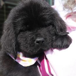 Dayton  Yellow collar - Black male Newfoundland puppy in Kimball Twp, Michigan from Pine River Newfoundlands