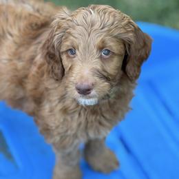 Clover - Red  male Goldendoodle puppy in Stockton, California from Port City Doodles