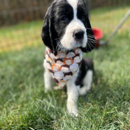 Yellow-Monica-blk white - Black and white female English Springer Spaniel puppy in Pacific, Washington from Kaveman Springers