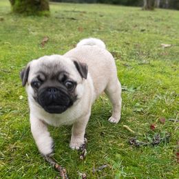 Golden Retriever and Pug Puppies from Ebert Pugs