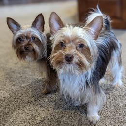 Yorkshire Terriers from Puppies in the Grove