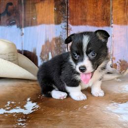 Roz Doyle - Brindle and white female American Corgi puppy in Shawnee, Oklahoma from Sunray Ranch