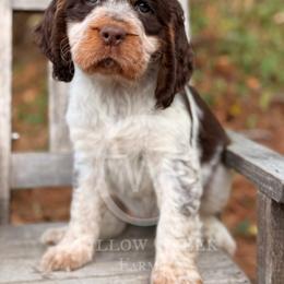 English Springer Spaniel Puppies from Willow Creek Farms