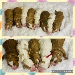 Goldendoodle and Labradoodle Puppies from Blessing Labradoodles, Goldendoodles, standard and mini’s