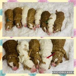 Goldendoodle and Labradoodle Puppies from Blessing Labradoodles, Goldendoodles, standard and mini’s