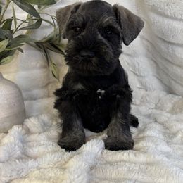 Max - Salt and pepper male Miniature Schnauzer puppy in Maynard, Minnesota from Linda Maus