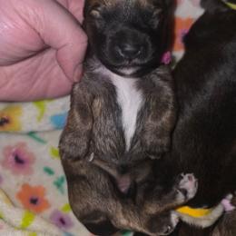 Basil - Brindle female Companion Cross puppy in West Enfield, Maine from GRIFFEY'S SPA AND KENNEL