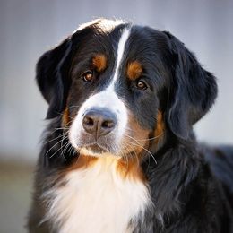 Rika - Bernese Mountain Dog