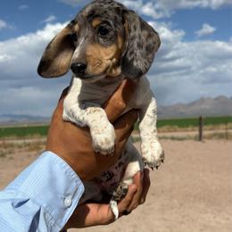 Balou - Piebald male Dachshund puppy in Elfrida, Arizona from Brooke Suarez