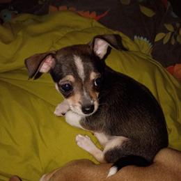 Lesley - Sable spotted white female Chihuahua puppy in Alvord, Texas from Gift of Gods Favor