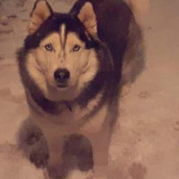 Siberian Husky All Grown Up from Boden Breeding