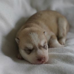 Moire - Red and white female Siberian Husky puppy in Wiscasset, Maine from Running with Huskies