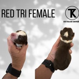 Lucy - RTF - Red tri female Miniature Australian Shepherd puppy in Nacogdoches, Texas from TK Standard, Mini, & Toy Aussies
