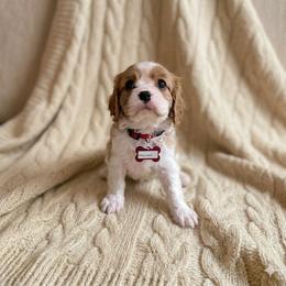 Maxwell - Blenheim male Cavalier King Charles Spaniel puppy in Pennsylvania from Julie's Cavalier King Charles Spaniels
