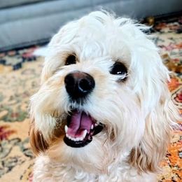 Gwynn - Cavapoo