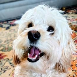 Gwynn - Cavapoo