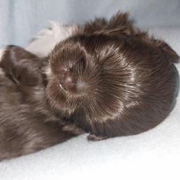 Burton chocolate parti - Chocolate male Shih Tzu puppy in Arcadia, Florida from Kitsune Cuddles and kisses