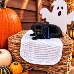 Blue collar boy - Black male Labrador Retriever puppy in Lake City, Michigan from Loon Lake Labradors